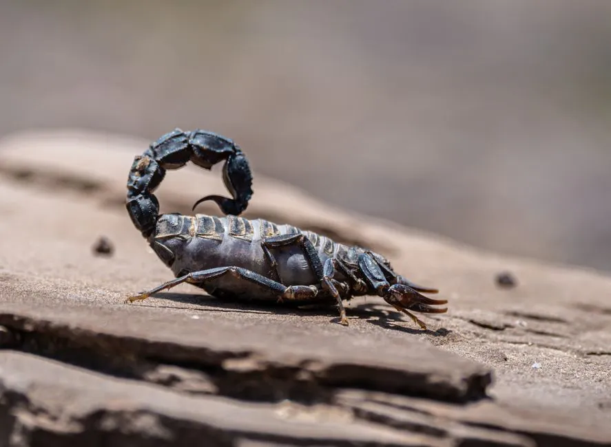 When to Call a Professional Pest Control Service (Image Credits: Pexels)
