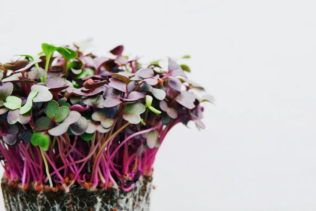 What Microgreens Actually Are (Image Credits: Unsplash)