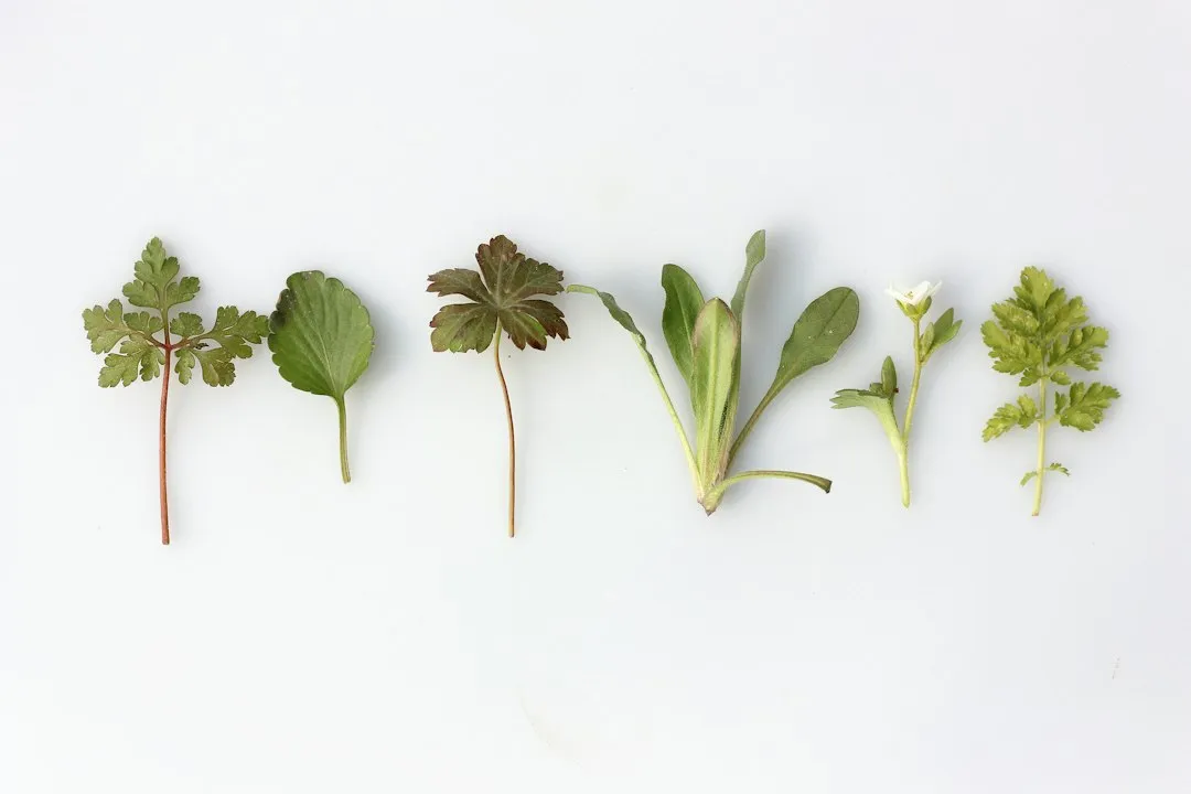 What "Secondary Metabolites" Actually Are, and Why They Matter for Flavor (Image Credits: Unsplash)