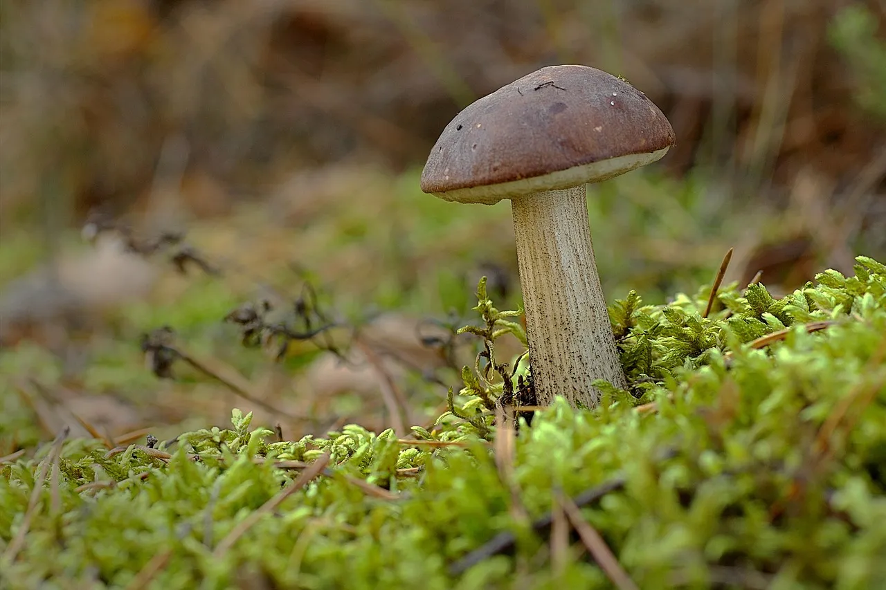 The Phosphorus Problem Mycorrhizae Quietly Solve (Image Credits: Pixabay)