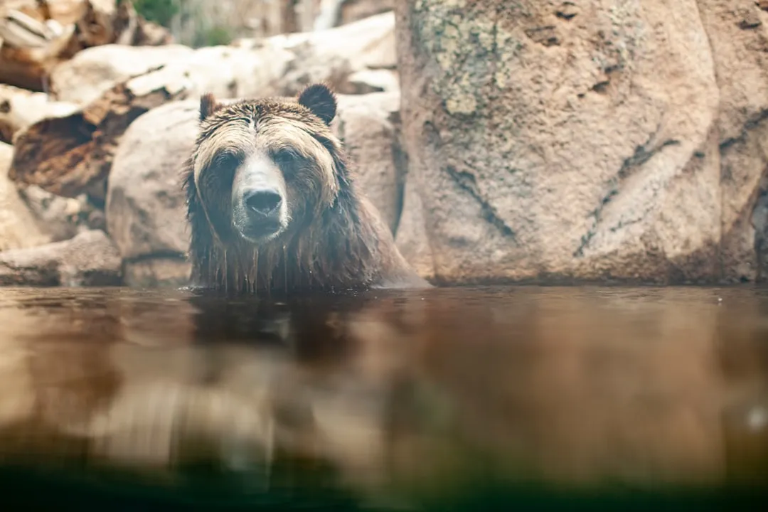 Colorado Bear Encounters Hit Record Levels (Image Credits: Unsplash)