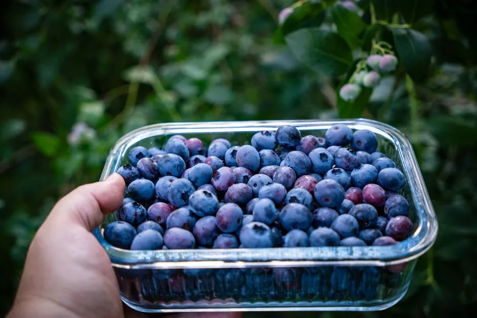 Knowing When and How to Harvest (Image Credits: Pexels)