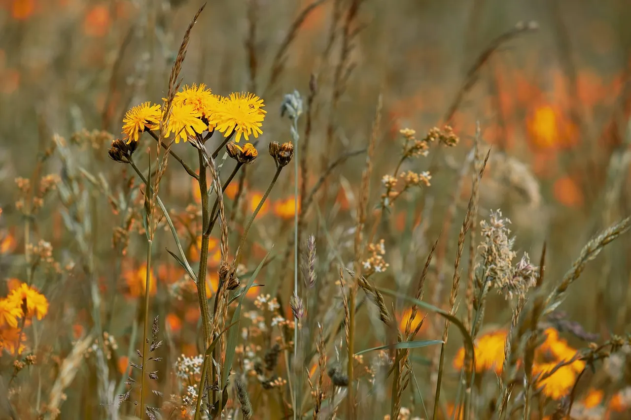 The Wildflower Meadow: Creative, Open, and a Little Rebellious (Image Credits: Pixabay)