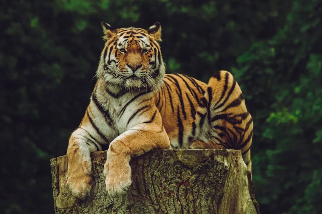 The "Killing Bite" Hypothesis (Image Credits: Unsplash)