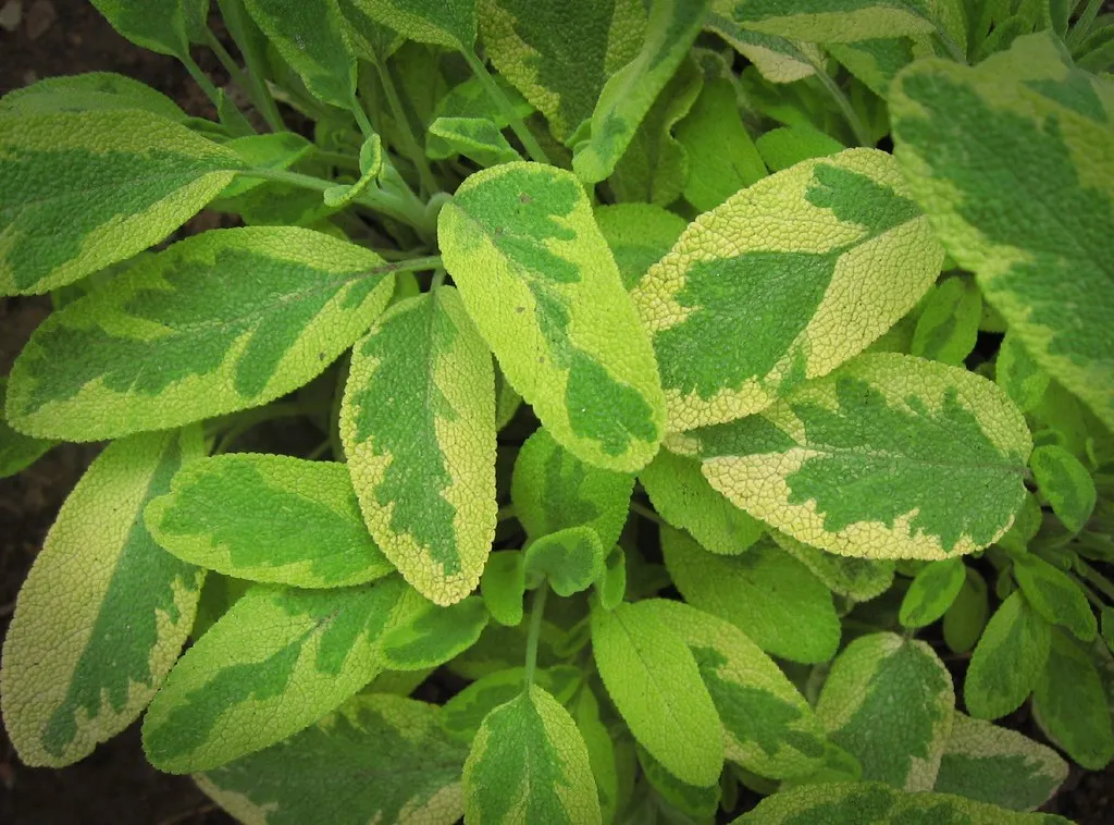 What Muted Sage Green Shares with Gray's Fate (katrinket, Flickr, CC BY-SA 2.0)
