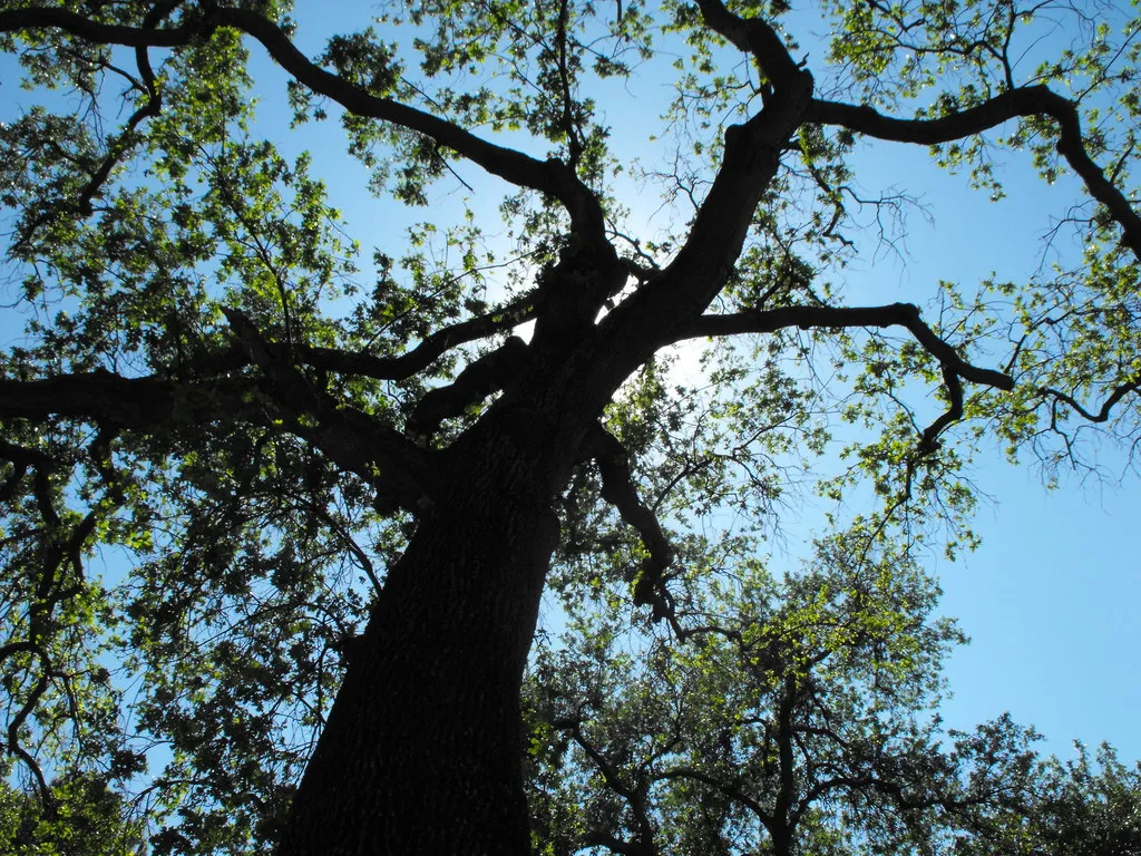 Local Programs That Help Fresno Homeowners Plant For Less (ElizaPeyton, Flickr, CC BY 2.0)