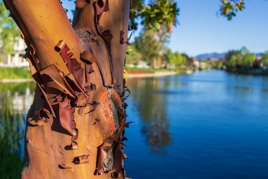 4. Paperbark Maple (Acer griseum): Winter Bark, Fiery Fall Leaves (Image Credits: Pexels)