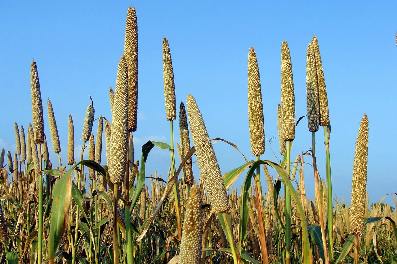 4. Pearl Millet: The Climate-Smart Crop of the Sahel (Image Credits: Pixabay)
