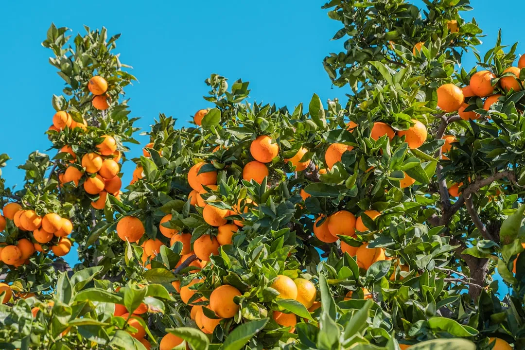 Florida's Oranges and the Hurricane Connection (Image Credits: Unsplash)