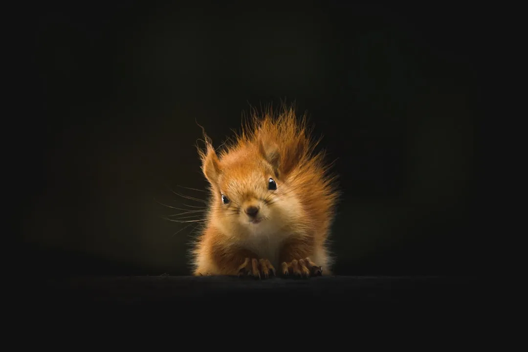 Young Squirrels Freeze More, and for Good Reason (Image Credits: Unsplash)