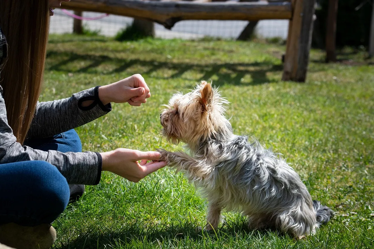 How to Build Trust Around Paw Handling (Image Credits: Pixabay)