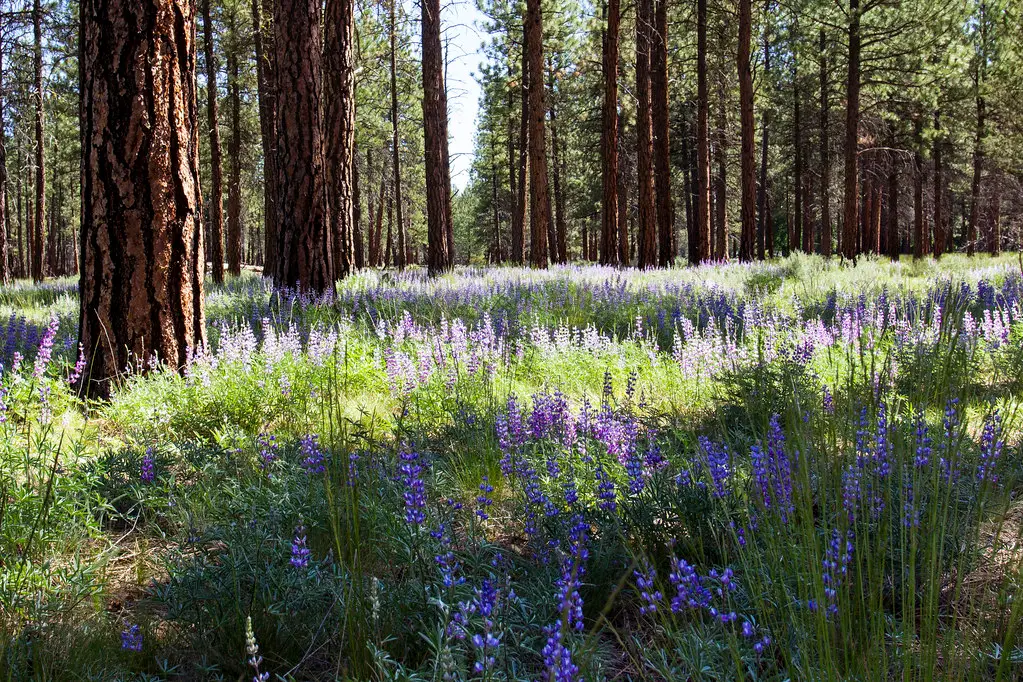Start with Native Plants: The Foundation of the Whole Effort (Image Credits: Flickr)