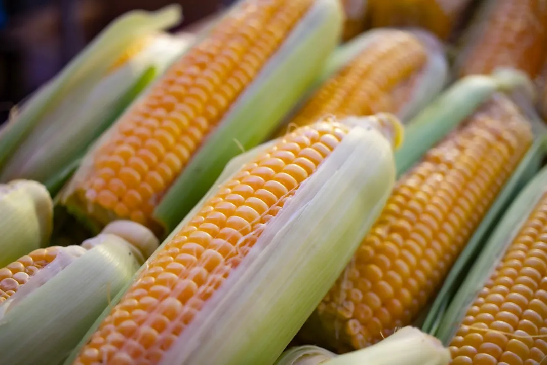 2. Sweet Corn: The Nitrogen Engine (Image Credits: Unsplash)