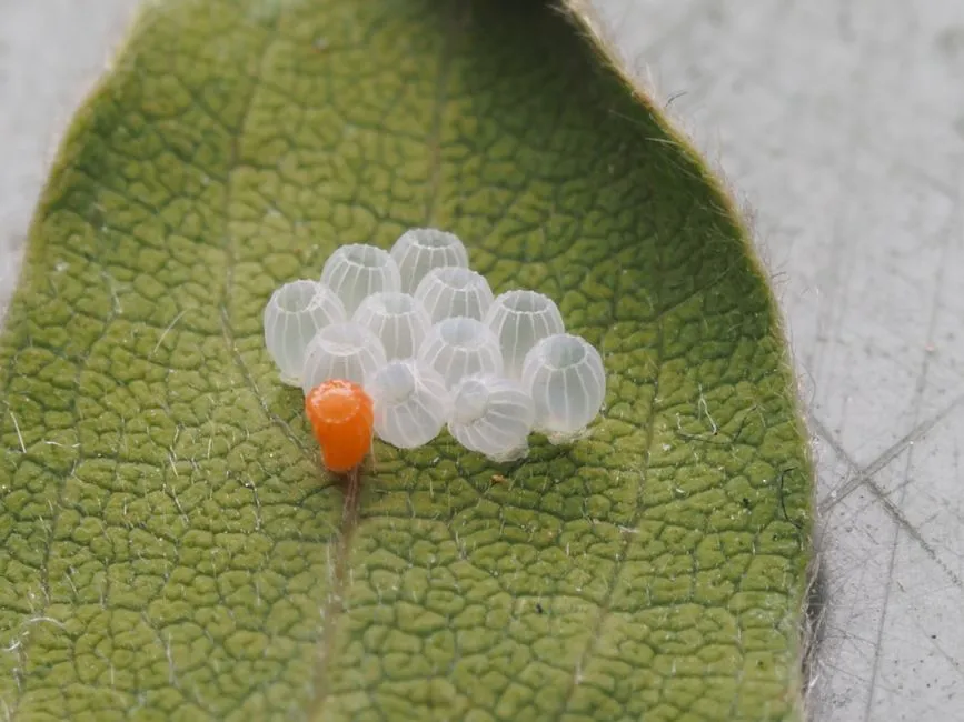 How Many Eggs One Moth Can Lay (Image Credits: Pexels)