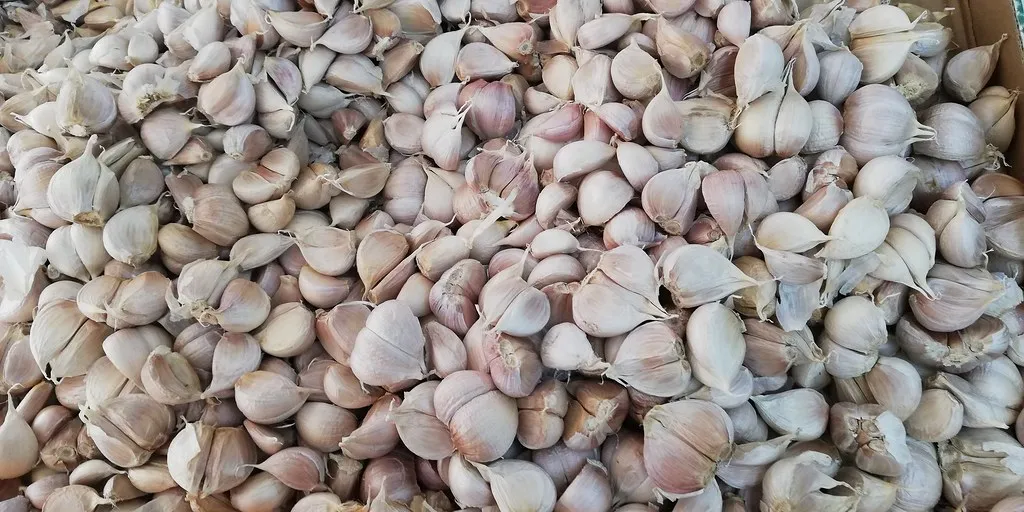Garlic Is Not a Cure, But It's Not Nothing Either (Image Credits: Flickr)