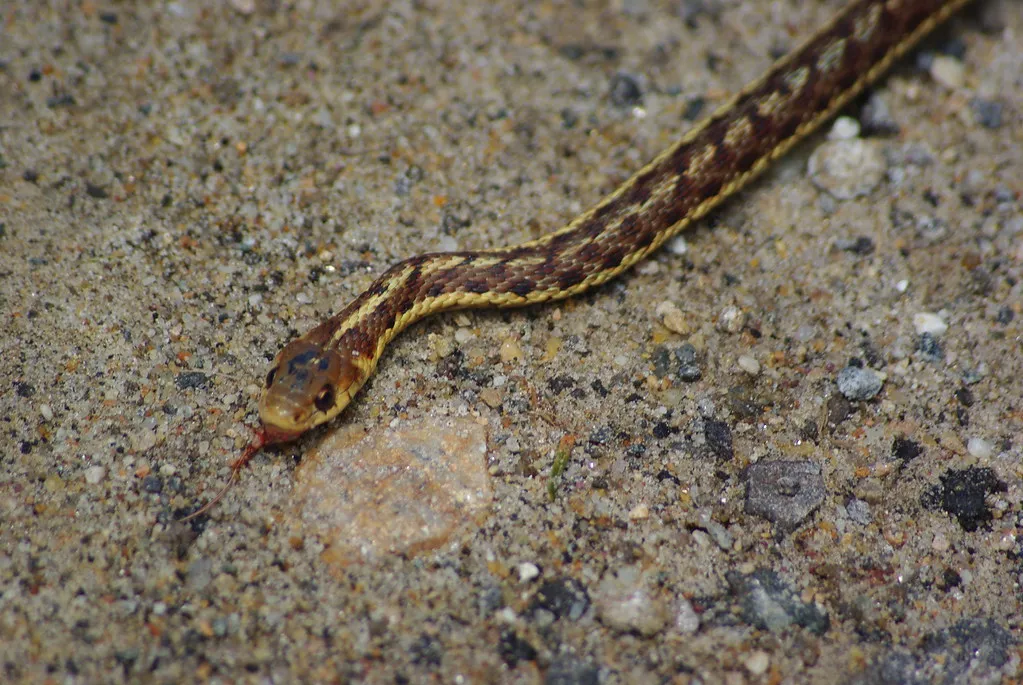 More People Outside Means More Encounters, Not More Snakes (cluczkow, Flickr, CC BY 2.0)