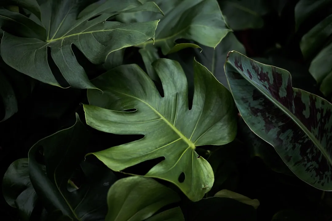 What to Avoid When Cleaning Leaves (Image Credits: Unsplash)