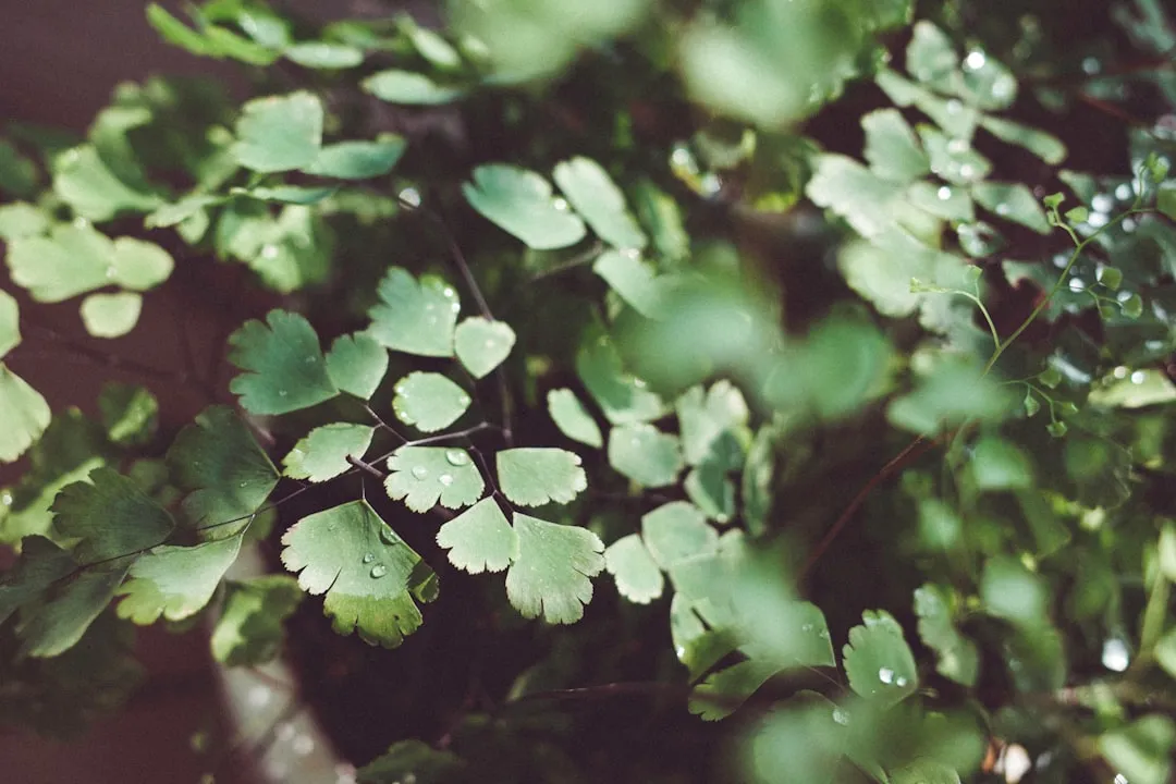 The Heart Leaf Fern: The Patient Slow-Burn Personality (Image Credits: Unsplash)