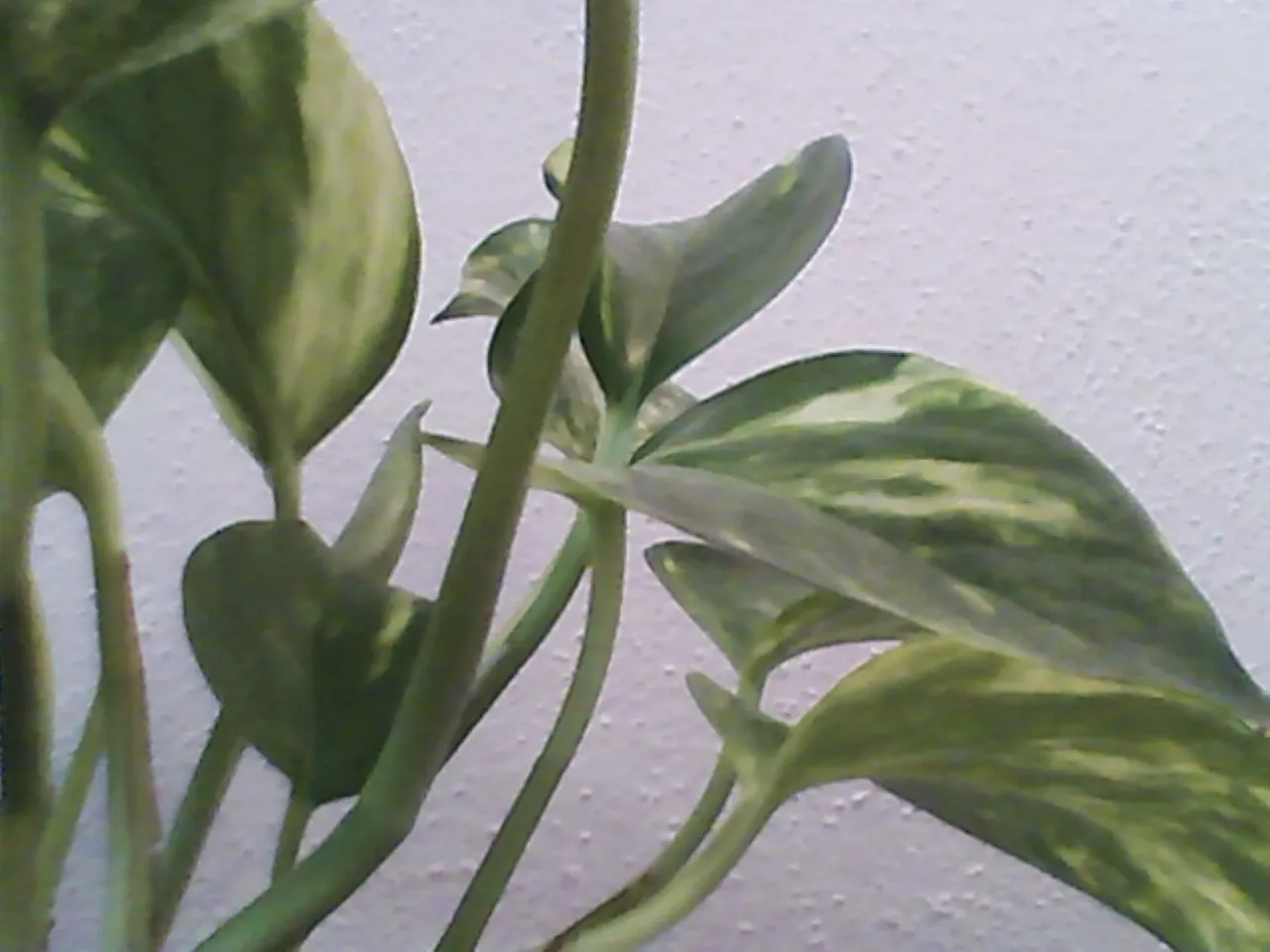 What This Means for Indoor Growers (By San906, CC0)