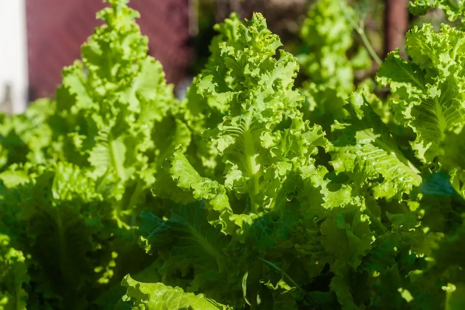 Understand Why Summer Is the Hardest Season for Salad Greens (Image Credits: Pexels)