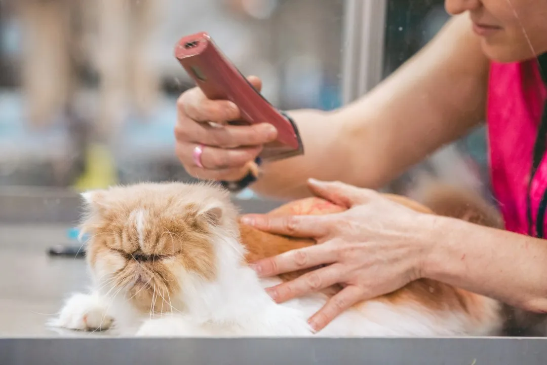 The Body Language That Comes Just Before the Grooming (Image Credits: Unsplash)
