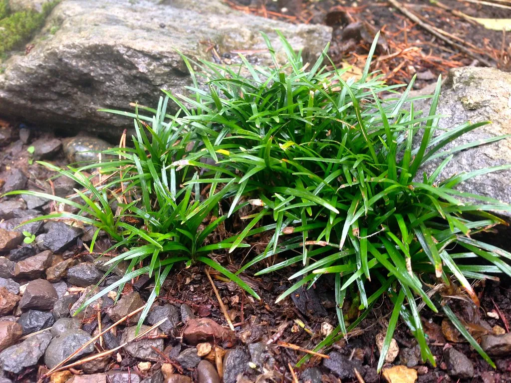 8. Dwarf Mondo Grass (Ophiopogon japonicus) (MeganEHansen, Flickr, CC BY-SA 2.0)