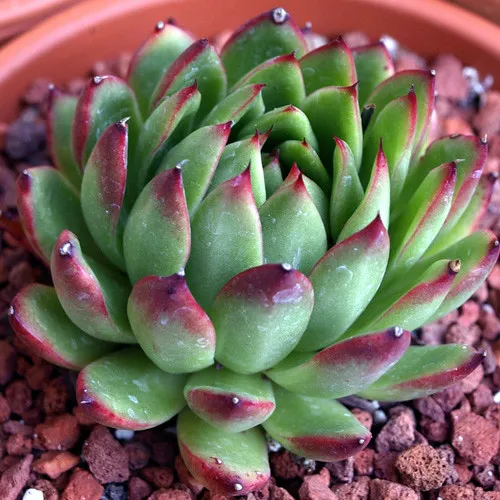Succulent 2: Echeveria (succulentcity35, Flickr, CC BY 2.0)