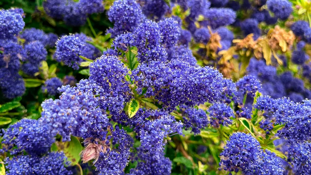 Statement Plant #2: Ceanothus (California Lilac) (Image Credits: Unsplash)