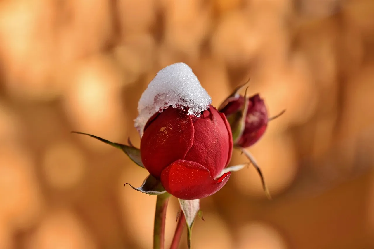 Spotting the Early Warning Signs (Image Credits: Pixabay)