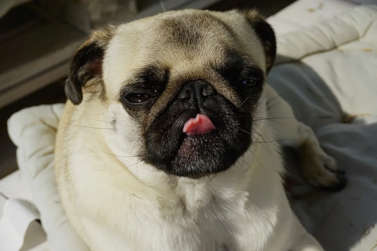 Pug: The Laid-Back Charmer (Image Credits: Pixabay)