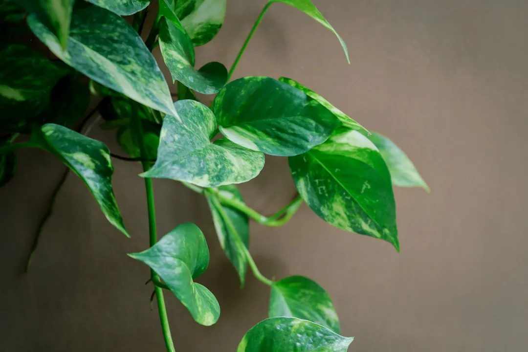 Most "Flowering Pothos" Online Are Misidentified (Image Credits: Unsplash)