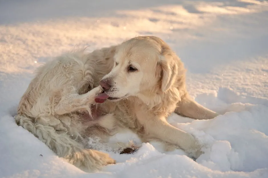 When Licking Makes Things Worse (Image Credits: Pexels)