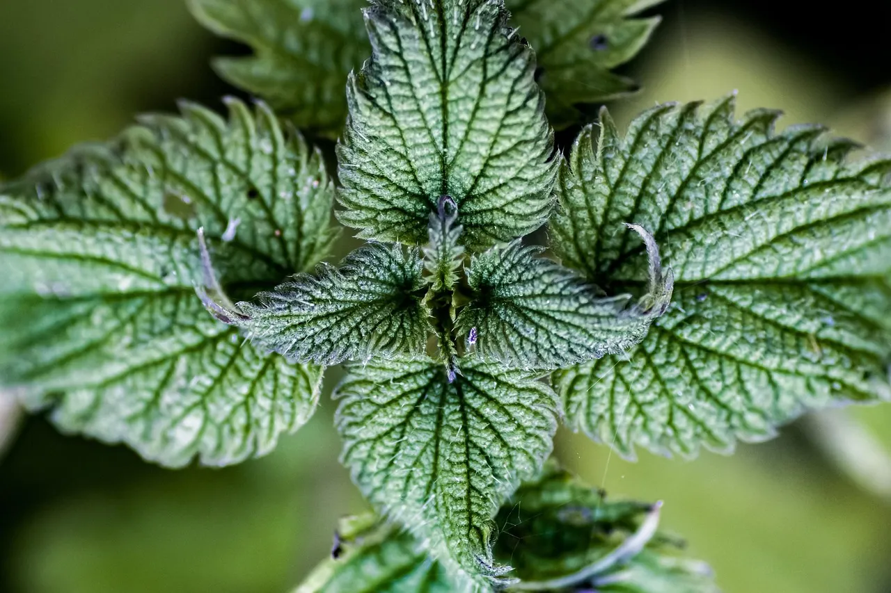 The Science Is Catching Up With the Folk Knowledge (Image Credits: Pixabay)