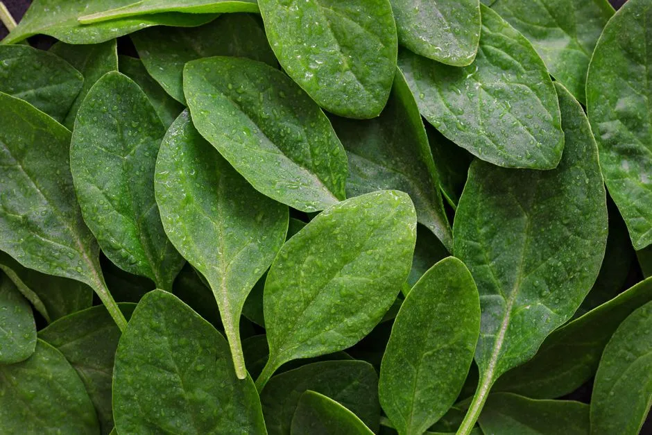 Spinach: Sweeter Leaves with Less Sun (Image Credits: Pexels)