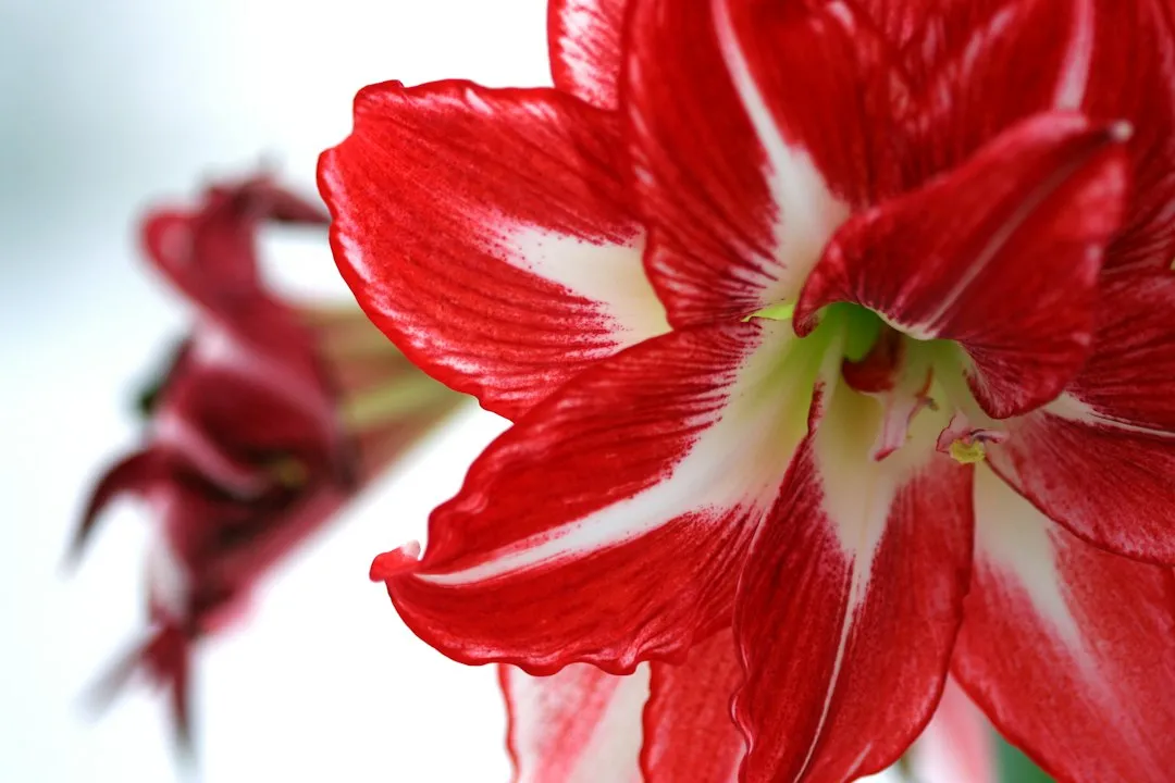 The Dormancy Period Was Skipped or Too Short (Image Credits: Unsplash)
