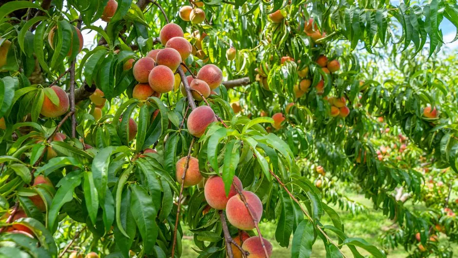 1. Peach: The Valley's Signature Stone Fruit (Image Credits: Pexels)