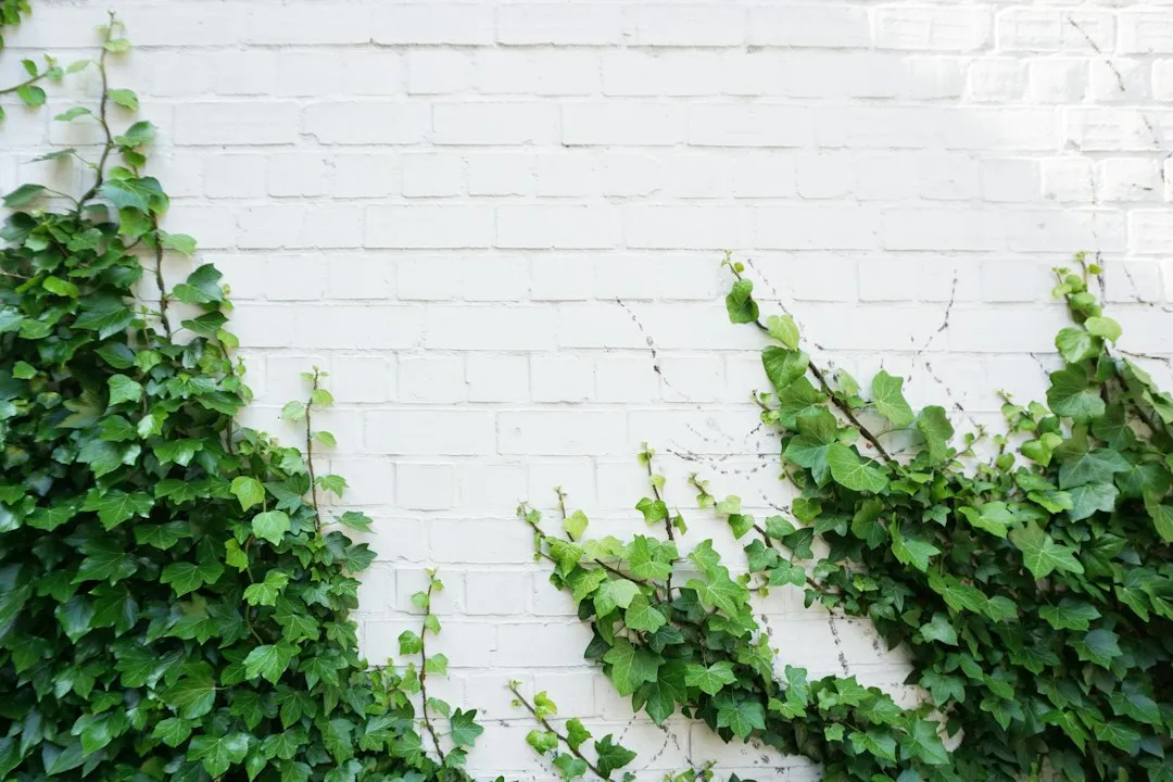 When Ivy Actually Protects Your Walls (Image Credits: Unsplash)