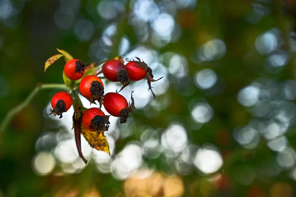 Stop Deadheading and Let Rose Hips Form (Image Credits: Pexels)