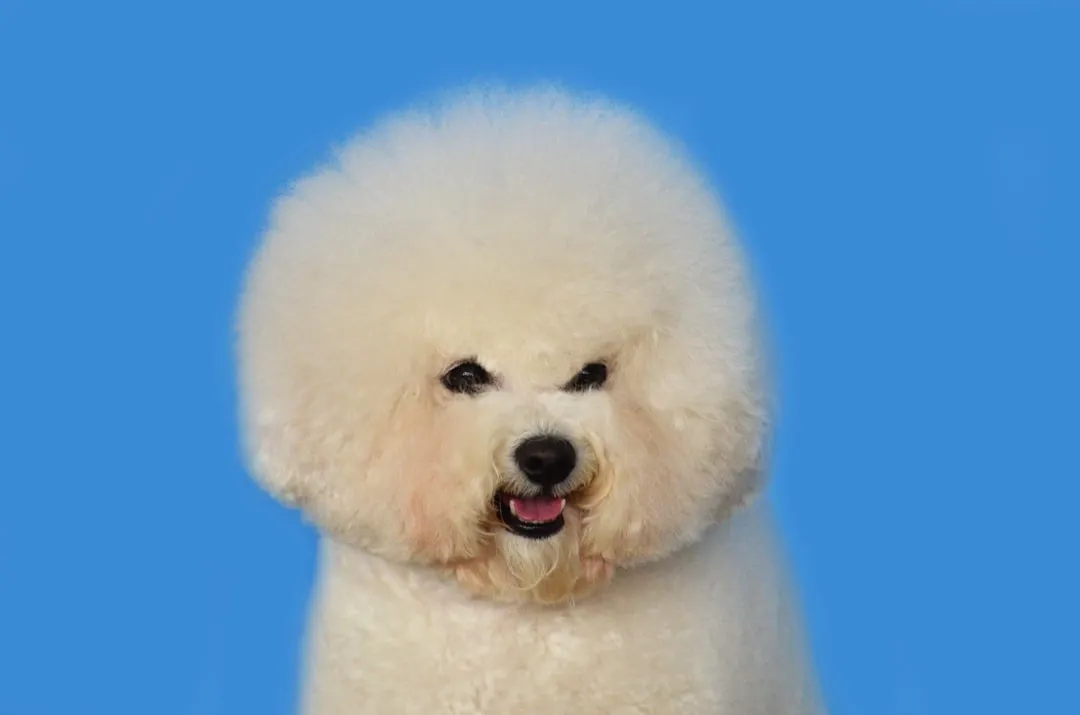 3. Bichon Frise: Small, Cheerful, and Easy on Allergies (Image Credits: Unsplash)