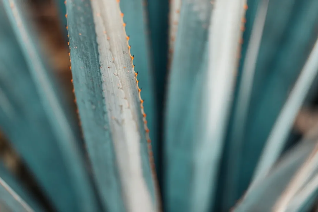 1. Agave - The Architectural Anchor (Image Credits: Unsplash)