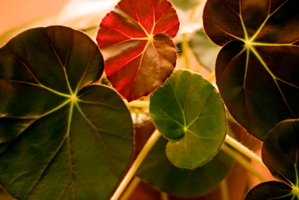 Cleaning the Undersides of Leaves Too (Яick Harris, Flickr, CC BY-SA 2.0)