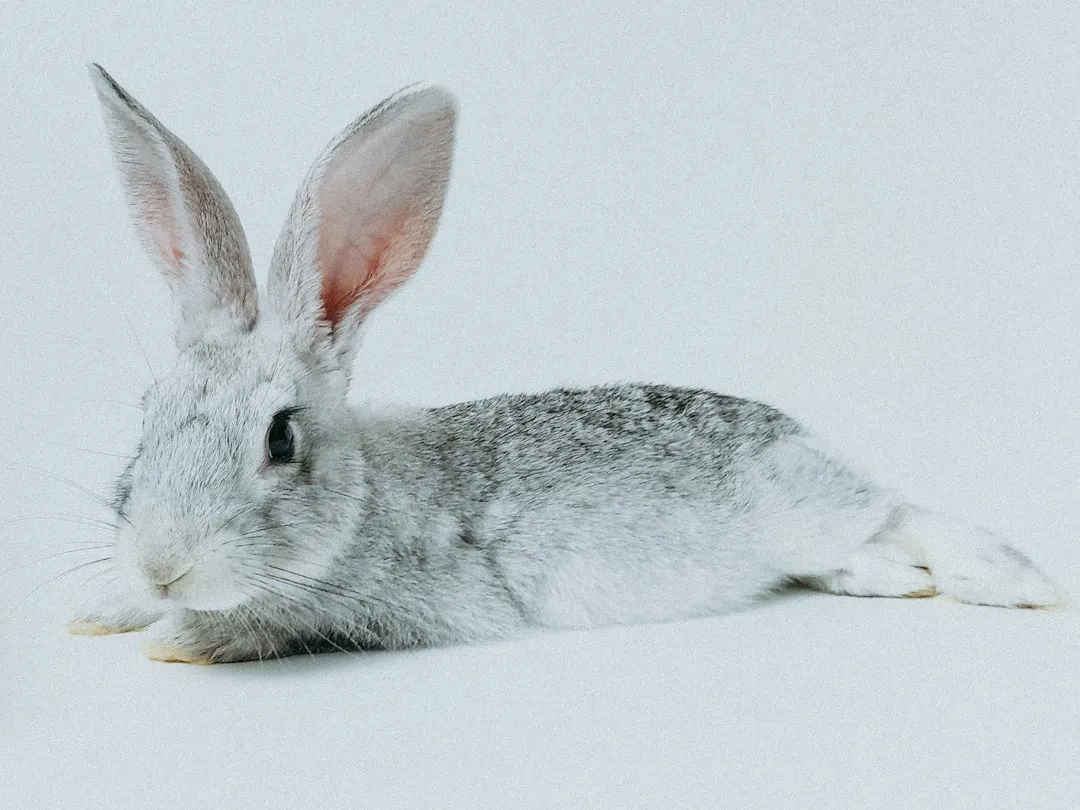It Starts With the Predator's Eye, Not the Rabbit's Fear (Image Credits: Unsplash)
