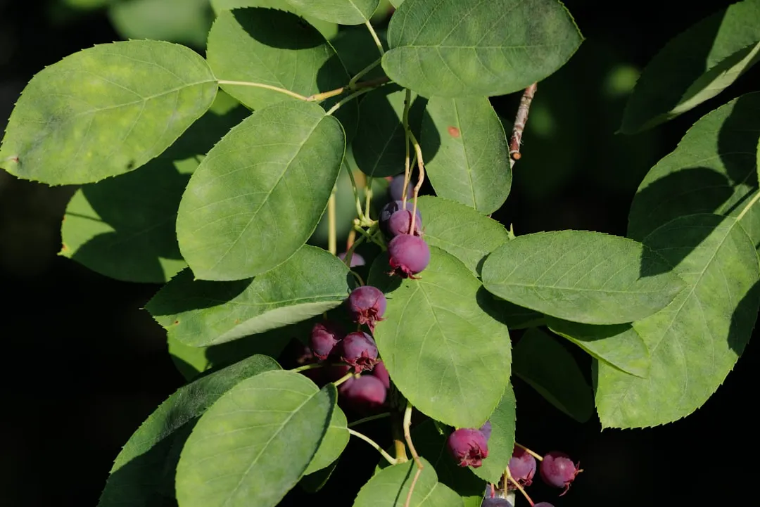 Serviceberry: One of the First to Bloom, One of the Best to Harvest (Image Credits: Unsplash)