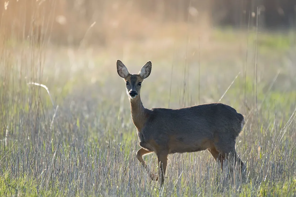 Eyes Built for Dusk, Not for Headlights (Artur Rydzewski, Flickr, CC BY 2.0)