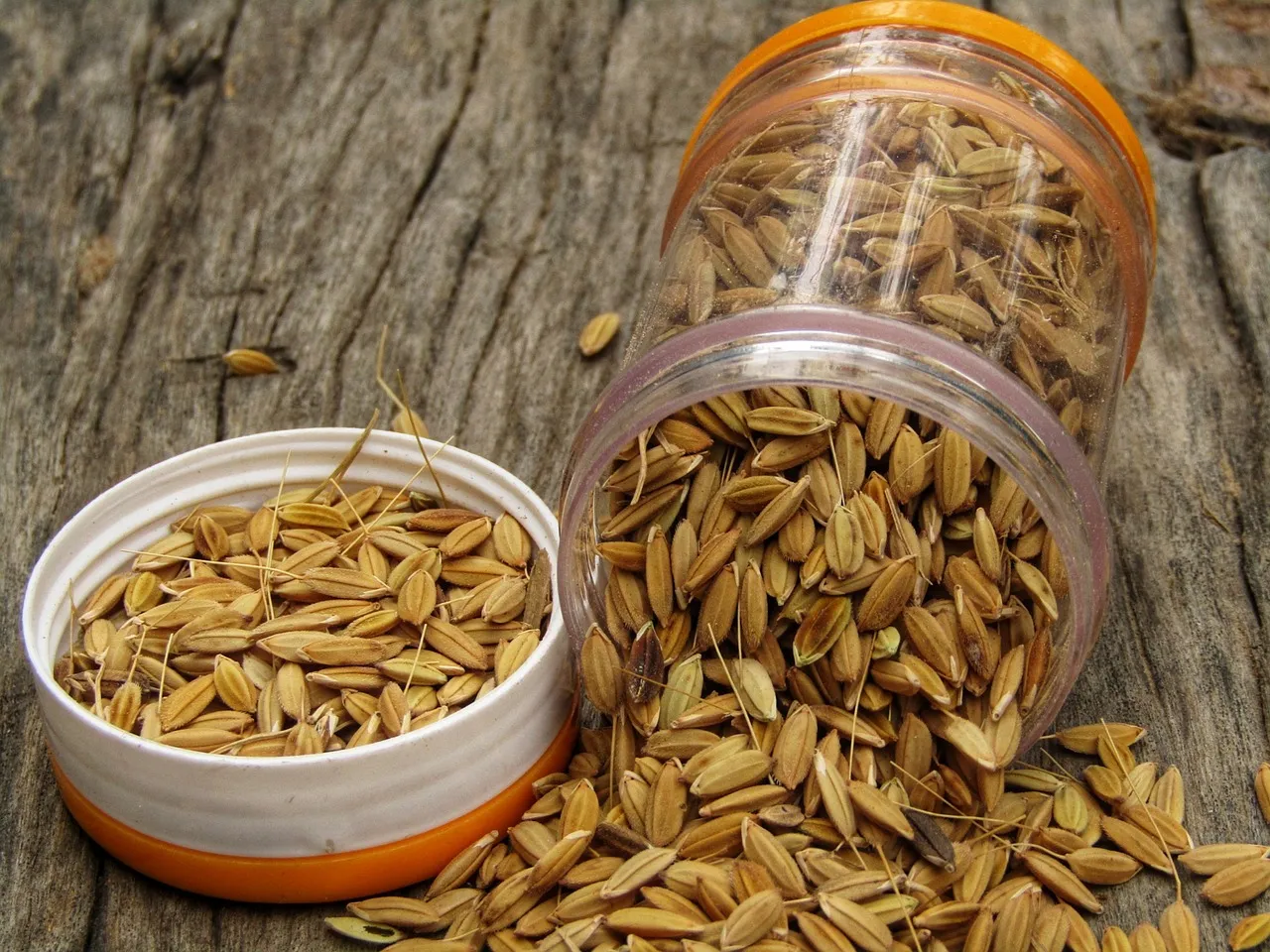 What Pristine Conditions Inside the Jar Actually Mean (Image Credits: Pixabay)