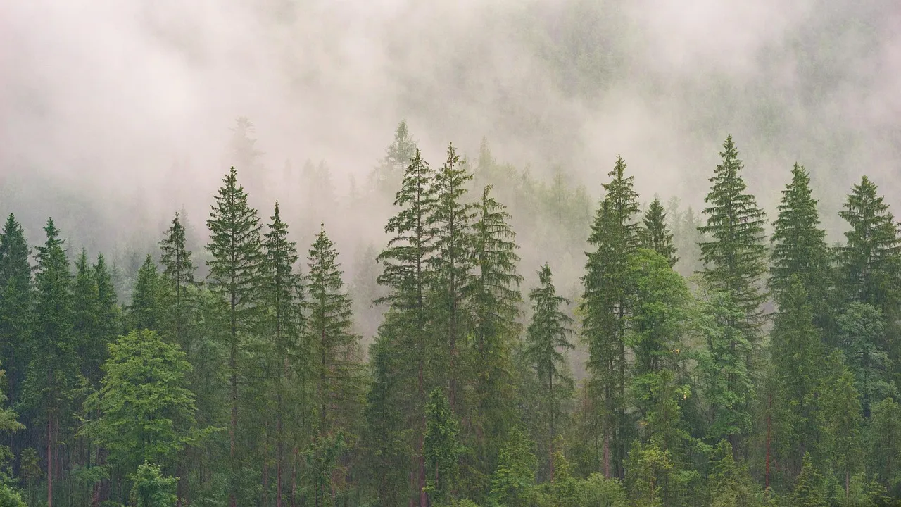 The Fraser Fir and What Farmers Are Doing (Image Credits: Pixabay)