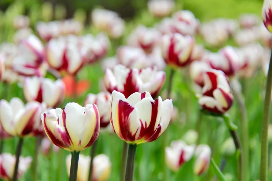 Vernalization: The Official Name for "Needing a Winter" (Image Credits: Pexels)
