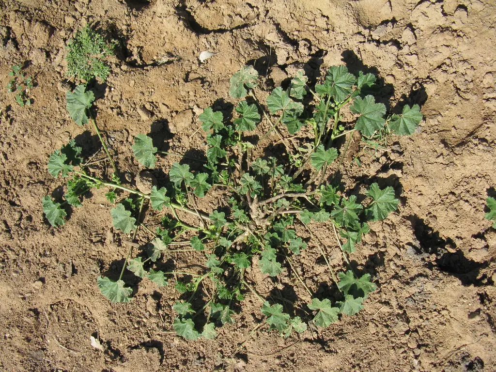 3. The Soil Looks Pale, Dusty, or Uniform in Color (Macleay Grass Man, Flickr, CC BY 2.0)