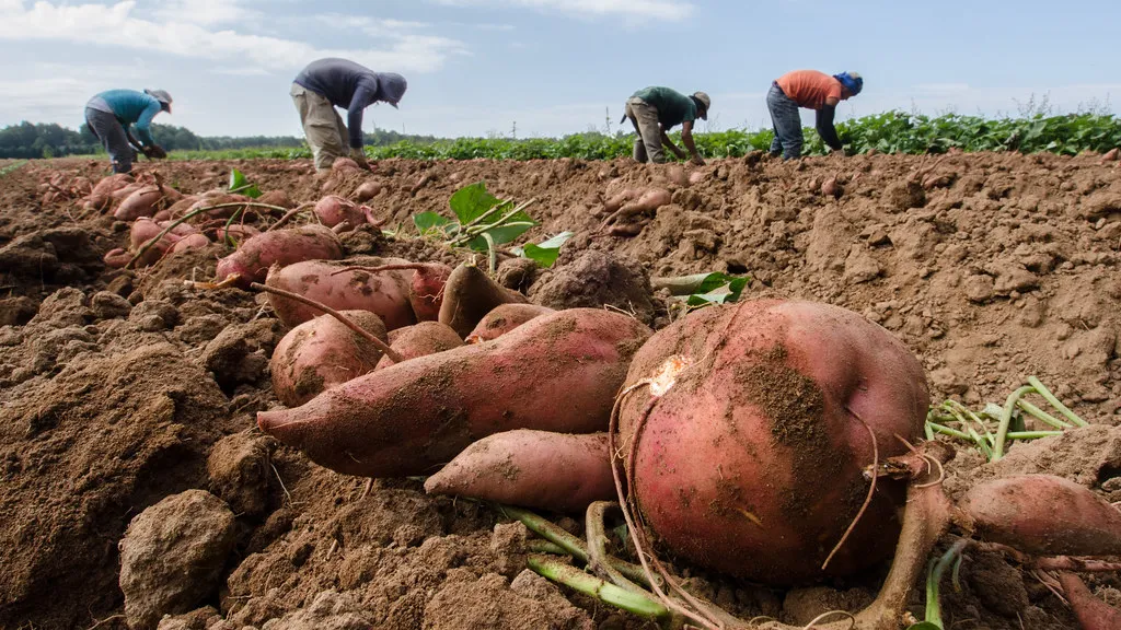 What the USDA's 2024 Research Confirmed (Image Credits: Flickr)