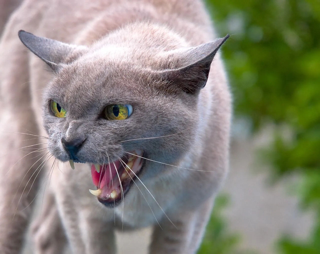 Research Confirms the Link Between Clinic Aggression and Home Behavior (By Hannibal Poenaru from near Paris, France, CC BY-SA 2.0)